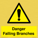 danger-falling-branches~